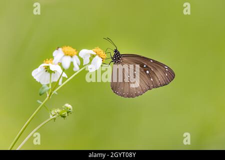 Common Indian Crow (Euploea core) drinking on plant Stock Photo