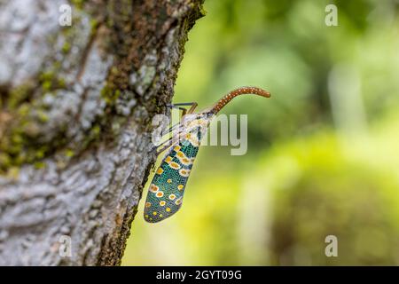 Lantern Fly (Pyrops candelaria) on Longan tree Stock Photo