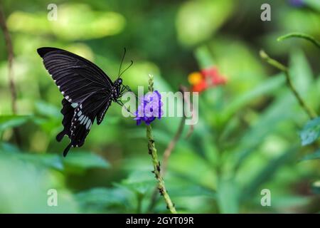 Common Mormon butterfly (Papilio polytes) drinking on plant Stock Photo