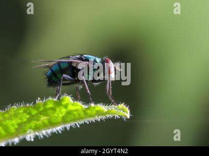 Close-up macro photo of fly stock photo. Stock Photo
