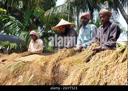 Dhaka, Bangladesh - May 31, 2011: The Farmers are processing after harvesting paddy from the field at Savar in Dhaka. Stock Photo