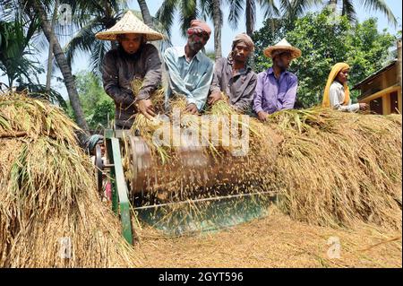 Dhaka, Bangladesh - May 31, 2011: The Farmers are processing after harvesting paddy from the field at Savar in Dhaka. Stock Photo