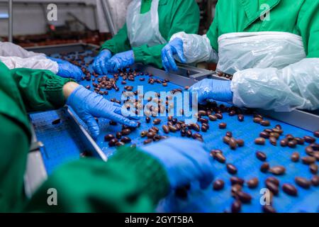 Close up of hands processing olives in a factory Stock Photo