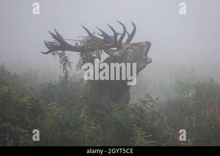 Red deer stag roaring in dense fog during annual rutting season Stock Photo