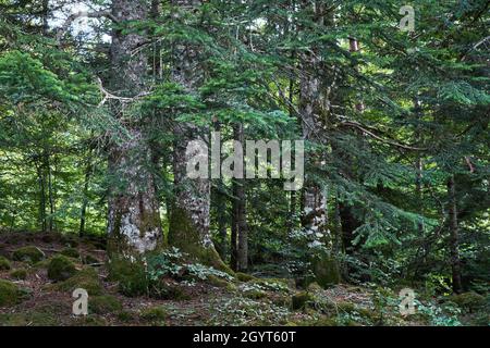 Abies alba forest, european silver fir Stock Photo