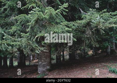 Abies alba or European silver fir evergreen forest, coniferous trees with green needle-like foliage Stock Photo
