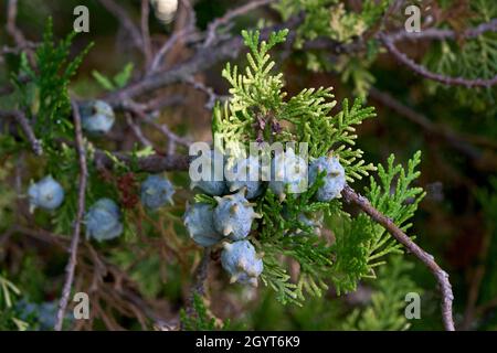 Platycladus orientalis Oriental arbor-vitae coniferous tree with inmmature seed cones and evergreen foliage Stock Photo