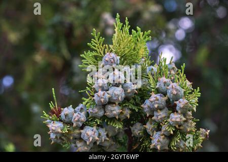 Platycladus orientalis Oriental arbor-vitae coniferous tree with immmature seed cones and evergreen foliage Stock Photo