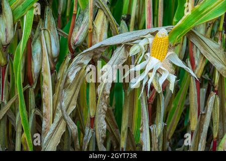 Corn maize game crop Stock Photo