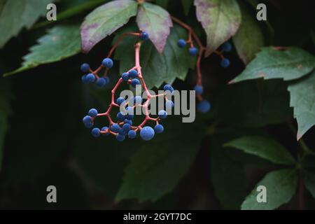 Parthenocissus quinquefolia, five-leaved ivy woodbine dark blue berries close up Stock Photo