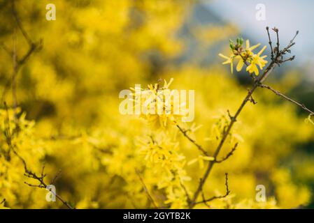 beautiful golden yellow tree flowers blooming in the park spring Stock Photo