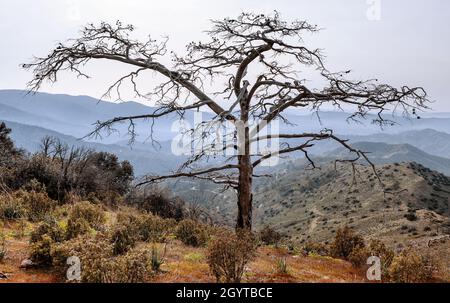 Leafless dead pine tree with wide spread dry branches stands alone as a silhouette over mountains landscape Stock Photo