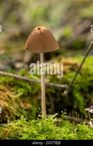 Conical brittlestem - Parasola conopilus. Coalpit Hill foray. Stock Photo