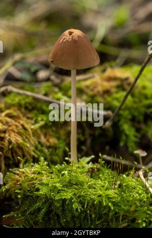 Conical brittlestem - Parasola conopilus. Coalpit Hill foray. Stock Photo