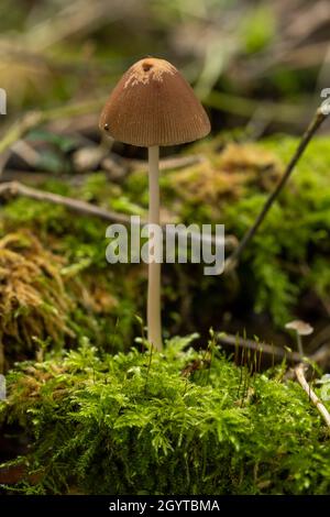 Conical brittlestem - Parasola conopilus. Coalpit Hill foray. Stock Photo