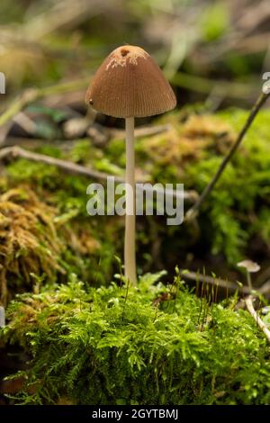 Conical brittlestem - Parasola conopilus. Coalpit Hill foray. Stock Photo