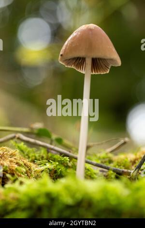 Conical brittlestem - Parasola conopilus. Coalpit Hill foray. Stock Photo