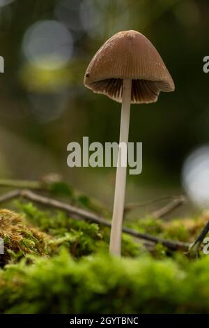 Conical brittlestem - Parasola conopilus. Coalpit Hill foray. Stock Photo