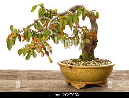 Image view of oriental hornbeam bonsai tree as half cascade in a pot. Stock Photo