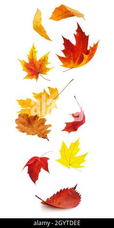 Falling autumn leaves. Red and yellow tree leaves in the air isolated on white background Stock Photo