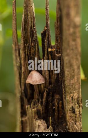 Conical brittlestem - Parasola conopilus. Coalpit Hill foray. Stock Photo