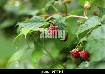 Red raspberry on a bush Stock Photo