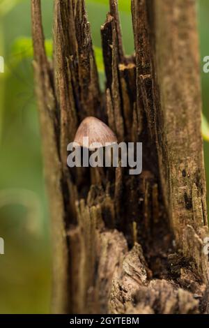 Conical brittlestem - Parasola conopilus. Coalpit Hill foray. Stock Photo