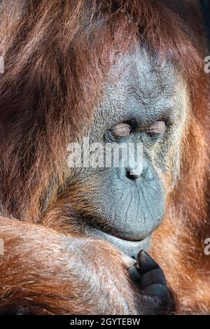 An orangutan female, portrait of the head Stock Photo