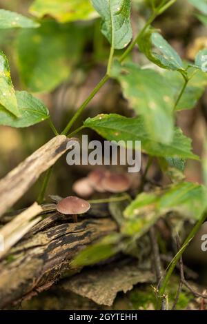 Conical brittlestem - Parasola conopilus. Coalpit Hill foray. Stock Photo