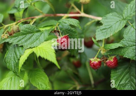 Red raspberry on a bush Stock Photo