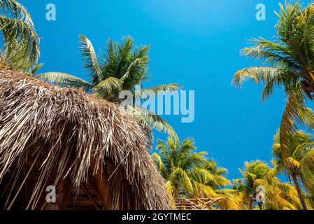 Low angle view of bunch of fresh coconuts growing on palm tree against blue cloudy sky Stock Photo