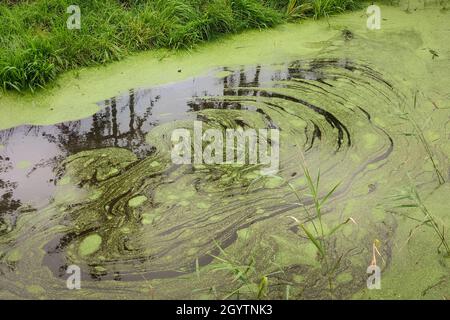 Spiral pattern in duckweed, caused by swirl in the water of the ditch Stock Photo