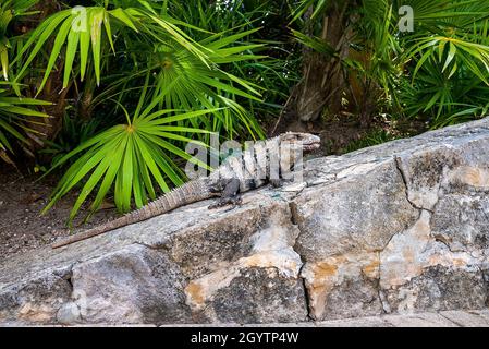 Close up of iguana lizard crawling on stone in Xcaret ecotourism park Stock Photo