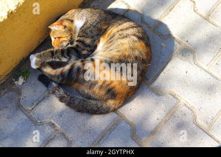 Street Cat Lying on the Road near Sidewalk Stock Photo