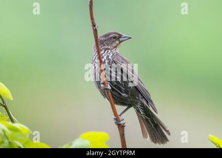 Female red-winged blackbird (Agelaius phoeniceus), Spring, E USA, by Dominique Braud/Dembinsky Photo Assoc Stock Photo