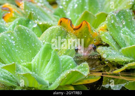 Green frog (Rana clamitans), hiding in Water Lettuce (Pistia stratiotes), by Dominique Braud/Dembinsky Photo Assoc Stock Photo