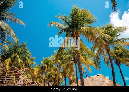 Low angle view of bunch of fresh coconuts growing on palm tree against blue cloudy sky Stock Photo