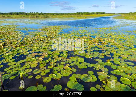 Water lilies (Nymphaea odoratra) and Yellow Pond Lily or Spadderdocks (Nuphar lutea), Marshland, WI, USA, by Dominique Braud/Dembinsky Photo Assoc Stock Photo
