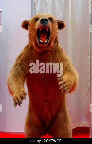 Stuffed Brown Bear Indoor Stock Photo