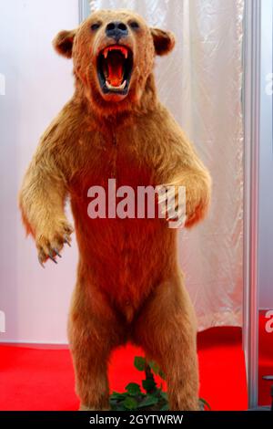 Stuffed Brown Bear Indoor Stock Photo