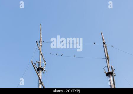 Double-Crested Cormorant Birds Gather on Masts of a Ship Boat Stock Photo