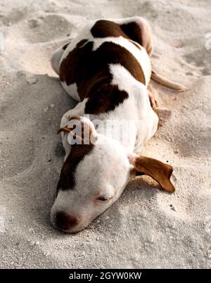 Puppy pit bull resting in the sand at the beach Stock Photo