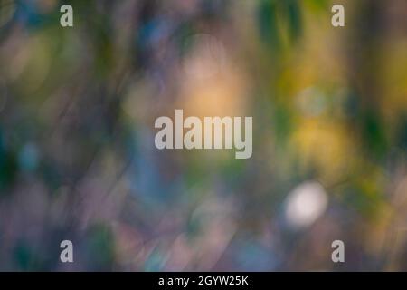 abstract color defocused spots for background Stock Photo