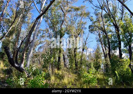 Trees in the forest by the Victoria Falls Walk in the Blue Mountains Stock Photo