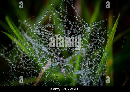 Droplets of dew on a fine spiders web, with a shallow depth of field Stock Photo