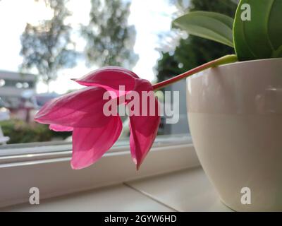 Medinilla plant in pot with beautiful hanging pink flower. Stock Photo