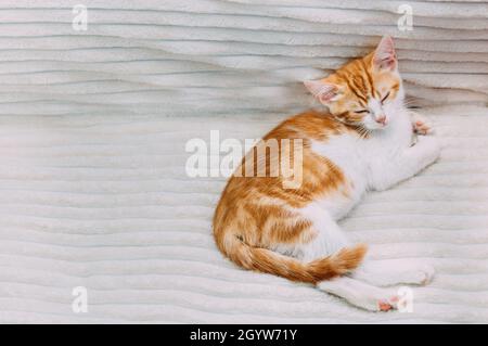 Cute ginger kitten sleeping on the bed. Copy space Stock Photo