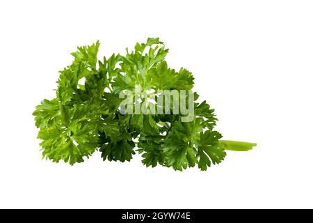 parsley bunch tied with cord isolated on white background Stock Photo