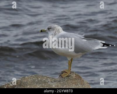 Close-up of a seagull standing on a large rock by the Ottawa River. Stock Photo