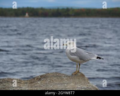 Scenic view of a seagull standing on a large rock by the Ottawa River with the horizon in the background. Stock Photo